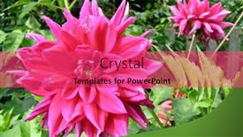  Presentation with dahlia - 