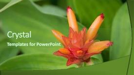  Presentation with tulip - Slide deck featuring flower of tulip ginger grow background and a tawny brown colored foreground