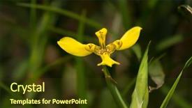  Presentation with iris flower yellow - Colorful slide deck enhanced with flower of yellow walking iris backdrop and a tawny brown colored foreground