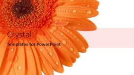  Presentation with flower - Presentation featuring flower-on-a-white-background background and a red colored foreground