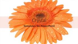  Presentation with flower - PPT layouts with flower-on-a-white-background background and a gold colored foreground