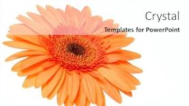  Presentation with flower - Beautiful slides featuring flower-on-a-white-background backdrop and a white colored foreground