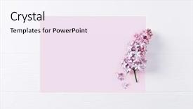  Presentation with lilac flower - Slide set consisting of flower on pink paper background background and a sky blue colored foreground