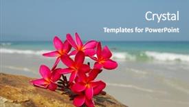  Presentation with reef tank marine aquarium blue - Presentation theme having flower on reef with blue background and a  colored foreground