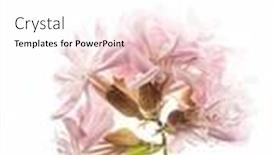 Presentation with flower - PPT theme having flower-on-the-white-background background and a white colored foreground