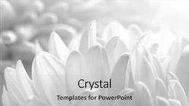  Presentation with chrysanthemum - Audience pleasing slides consisting of flower on the white background backdrop and a light gray colored foreground