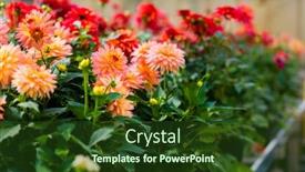  Presentation with green house - Amazing PPT layouts having flower or plant displayed in a green house or flower shop backdrop and a tawny brown colored foreground