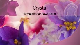  Presentation with diversity different professionals - Slides featuring flower pattern - background with different violets macro background and a coral colored foreground