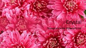  Presentation with chrysanthemum - Beautiful slides featuring flower pattern - bouquet of pink autumn chrysanthemum backdrop and a red colored foreground