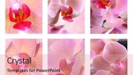 Presentation with orchids - Amazing slide set having flower pattern - collage with beautiful pink orchids backdrop and a coral colored foreground