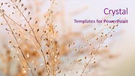  Presentation with pattern - Colorful theme enhanced with flower pattern - dried wildflowers on light background backdrop and a sky blue colored foreground