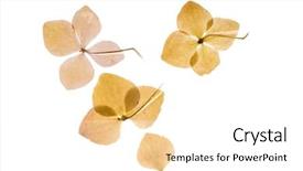  Presentation with hydrangea - Presentation with flower pattern - dry hydrangea background and a white colored foreground