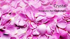  Presentation with pink roses - Slides consisting of flower pattertn - petals pink roses background background and a lavender colored foreground