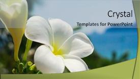  Presentation with flower - Beautiful presentation theme featuring flower perspective flora and sea backdrop and a light blue colored foreground