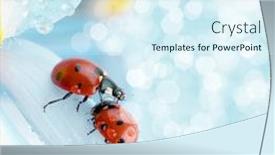  Presentation with blue flower - Beautiful presentation design featuring flower petal with ladybug under blue sky backdrop and a sky blue colored foreground
