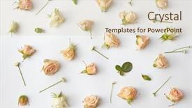  Presentation with heads - PPT layouts enhanced with rosebud - assorted roses heads background and a soft green colored foreground