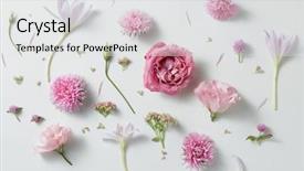  Presentation with roses - Slide set with flower petal - background of roses background and a white colored foreground