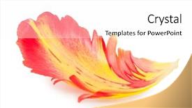  Presentation with tulip - Slide set consisting of petal of a tulip macro background and a white colored foreground