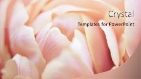  Presentation with watercolor soft pastel - Slides enhanced with flower-petals-close-up-soft background and a  colored foreground