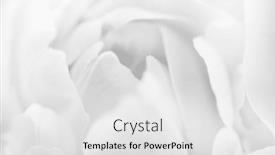  Presentation with soft white flower - Slides consisting of flower-petals-close-up-soft background and a light gray colored foreground