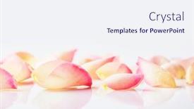  Presentation with mothers - PPT theme with flower-petals-close-up background and a sky blue colored foreground
