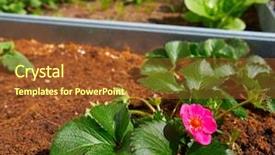  Presentation with orchard - Cool new slide deck with flower plant in an orchard backdrop and a tawny brown colored foreground