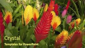  Presentation with botanical garden - Presentation theme having flower-plants-at-botanical-garden background and a tawny brown colored foreground