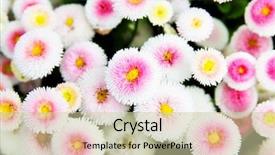  Presentation with lawn and garden - Cool new PPT layouts with flower plot - bellis perennis - daisies backdrop and a soft green colored foreground