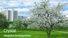  Presentation with apple trees are blooming pink - PPT theme with flower plot - blooming apple trees garden background and a forest green colored foreground