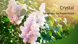  Presentation with green morning - PPT theme having flower plot - blooming white lilac on background background and a lemonade colored foreground