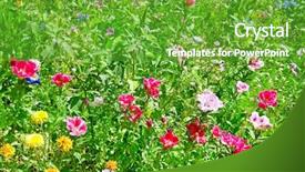  Presentation with park - Audience pleasing presentation consisting of flower plot - blossoming flowerbeds in the park backdrop and a  colored foreground