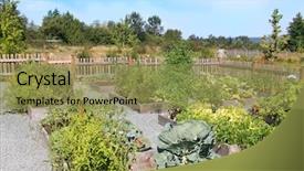  Presentation with community garden - Slide set enhanced with flower plot - community vegetable garden growing beans background and a gold colored foreground