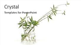  Presentation with bamboo flower - Amazing PPT theme having flower plot - green bamboo in vase backdrop and a  colored foreground