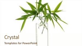  Presentation with bamboo flower - Presentation theme enhanced with flower plot - reflection for bamboo leaf background and a cream colored foreground