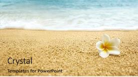  Presentation with plumeria - Slide set enhanced with flower plumeria alba white frangipani background and a yellow colored foreground