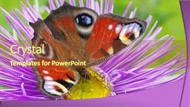  Presentation with pollen - Presentation theme enhanced with flower pollen - butterfly background and a  colored foreground