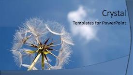  Presentation with dandelion - Slide deck enhanced with flower pollen - color photo of white dandelion background and a teal colored foreground