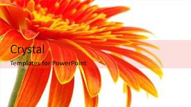  Presentation with pollen - Audience pleasing slides consisting of flower pollen - orange gerbera backdrop and a red colored foreground