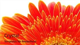  Presentation with pollen - PPT theme featuring flower pollen - orange gerbera background and a red colored foreground