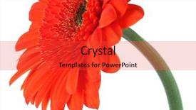  Presentation with pollen - Presentation theme enhanced with flower pollen - red gerbera isolated on white background and a red colored foreground