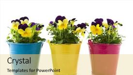 Presentation with colorful flower - Theme consisting of flower pot - yellow and purple violets background and a yellow colored foreground