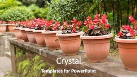  Presentation with dragonfly and flower - PPT layouts enhanced with flower pot in the garden background and a coral colored foreground