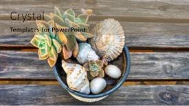  Presentation with sea shells - Presentation design featuring flower-pot-with-cactus background and a coral colored foreground