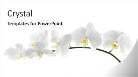  Presentation with beautiful orchid flowers - Audience pleasing presentation theme consisting of flower power - beautiful white orchid backdrop and a white colored foreground
