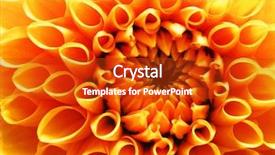  Presentation with reproduction - Slides enhanced with flower power - floral cross process photographic reproduction background and a crimson colored foreground