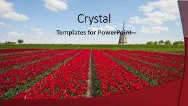  Presentation with windmill - Beautiful presentation theme featuring flower power - tulips and windmill backdrop and a light blue colored foreground