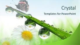  Presentation with dew - Presentation featuring flower rain - fresh morning dew and butterfly background and a sky blue colored foreground