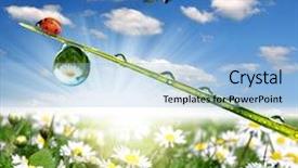  Presentation with fresh start for children - Amazing presentation theme having flower rain - fresh morning dew and ladybug backdrop and a  colored foreground