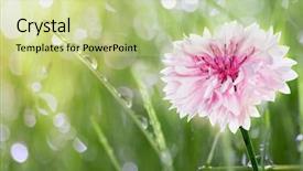  Presentation with dew - Cool new PPT layouts with flower rain - green grass with drops backdrop and a mint green colored foreground