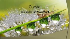  Presentation with snail - Amazing slide set having close up fresh rice field crab in market backdrop and a dark gray colored foreground